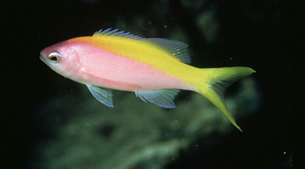Pseudanthias evansi - Gelbschwanzfahnenbarsch