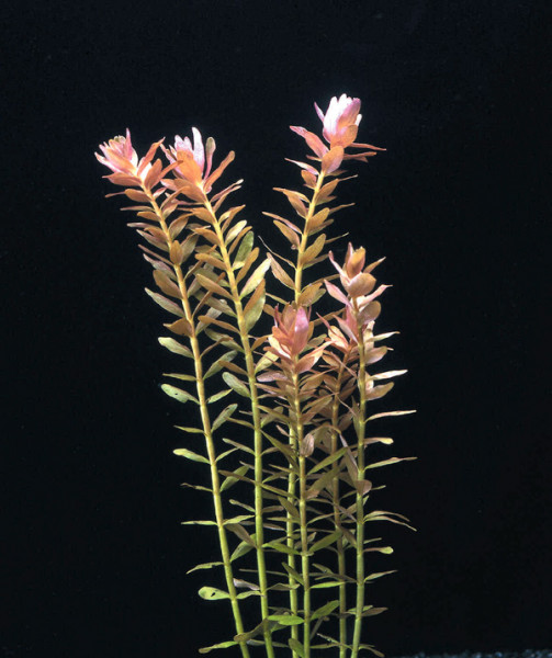 Rotala indica / rotundifolia - Pflanzen im Topf