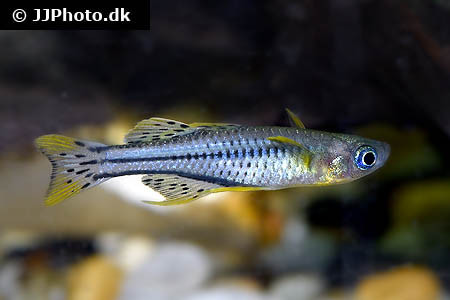 Pseudomugil gertrudae - plettet blå øje