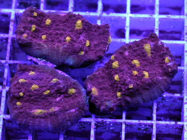 Echinophyllia spp. - Chalice Red Yellow Frag