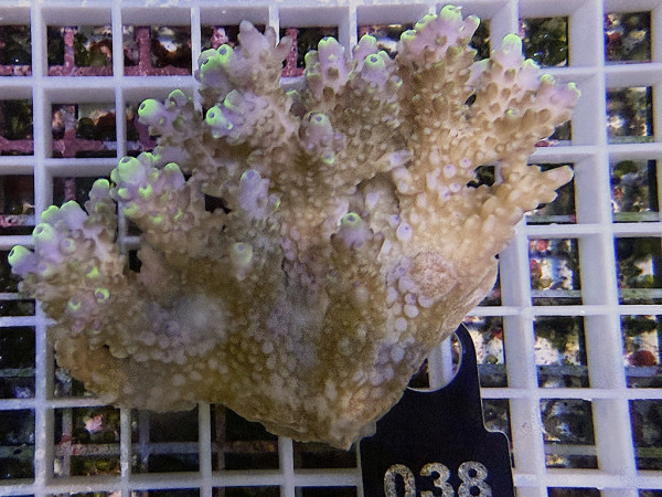 Acropora sp. ultra (038)