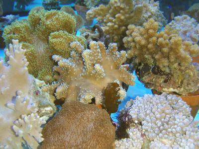 Alcyoniidea spec. - 10 gemischte Leder-u. Weichkorallen tiny