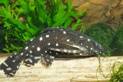 Agamyxis pectinifrons - Kammdornwels