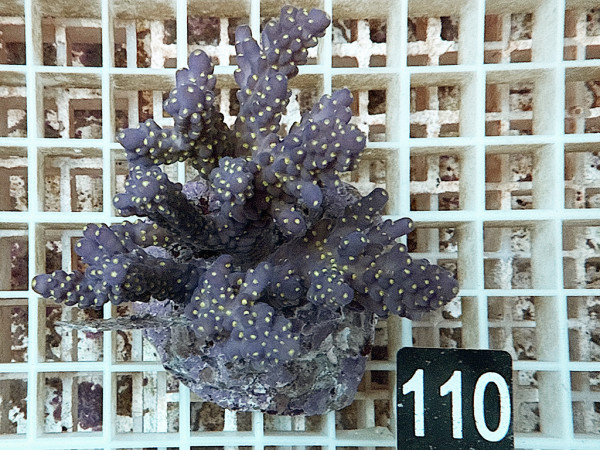 Acropora nana (110)