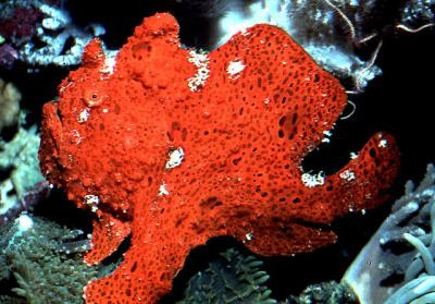 Antennarius nummifer - Anglerfisch, rot!