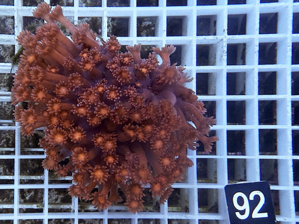 Goniopora sp. rot (92)