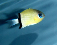 Chromis retrofasciata - Trauerband-Chromis Chromis retrofasciata - Trauerband-Chromis