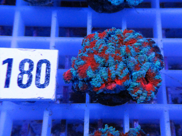 Acanthastrea spec. Frag (180)