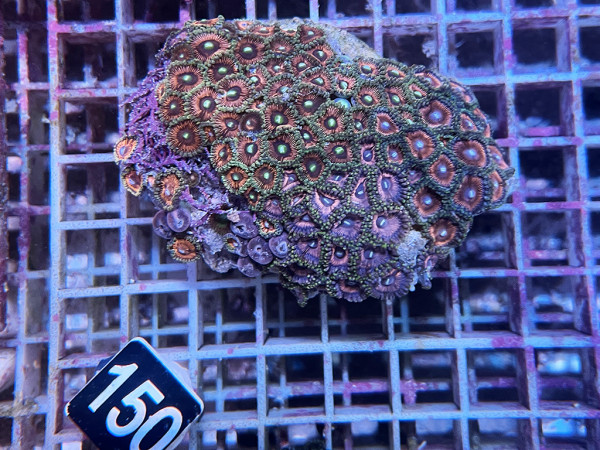 Zoanthus spec. Krustenanemonen (150)