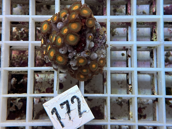 Zoanthus spec. - kleine Krustenanemonen Frag (172)