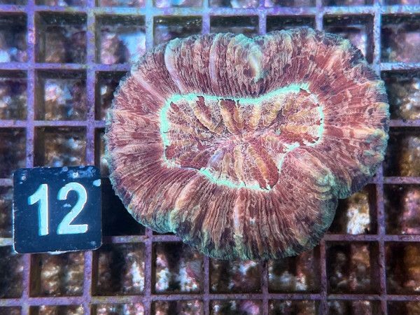 Trachyphyllia geoffroyi multicolor (12)