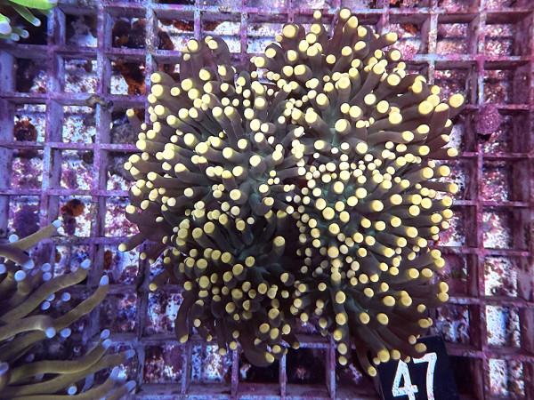 Euphyllia glabrescens black torch orange tip (47)