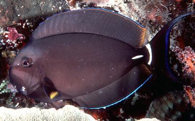 Acanthurus leucocheilus - Weißlippen-Doktorfisch