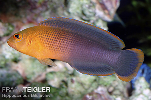 Pseudochromis dilectus - Dilectus-Zwergbarsch