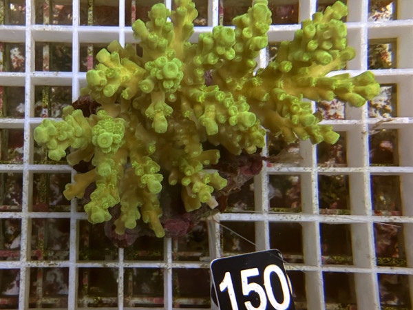 Acropora tenuis (150)
