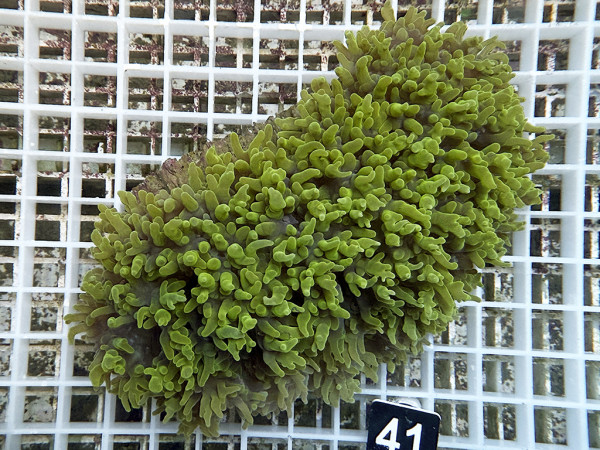 Physogyra lichtensteini - Perlkoralle grün (41)