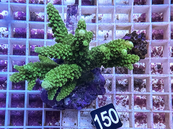 Acropora formosa (150)