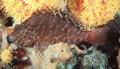 Cirrhitichthys aprinus - Fadenflossen-Korallenwächter