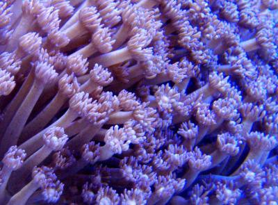 Goniopora spec. - Margeritenkoralle, purple (E 01109/18)