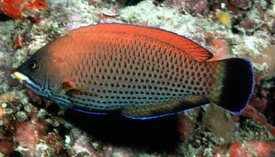 Pseudodax moluccanus - Meißelzahn-Lippfisch