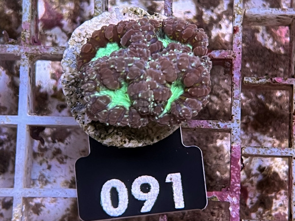 Blastomussa wellsi green Frag (091)