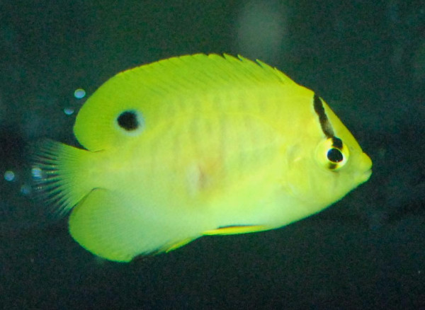 Apolemichthys trimaculatus - Dreifleck-Kaiserfisch