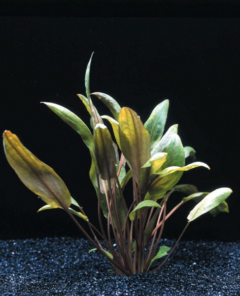 Cryptocoryne spec.`Mi Oya´ - Wasserkelch