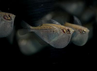 Gasteropelecus maculatus - Gefleckter Beilbauchfisch