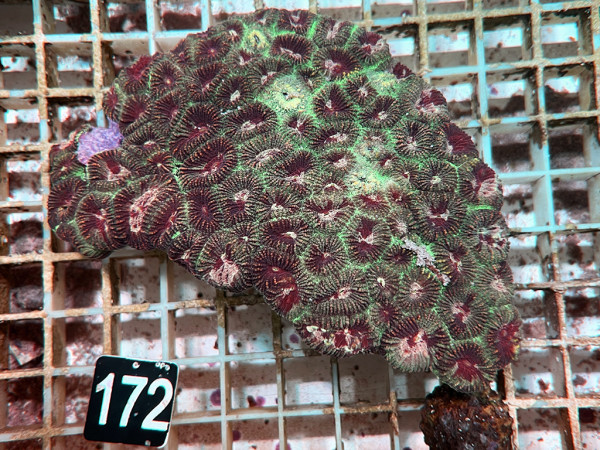 Favites spec. (172)