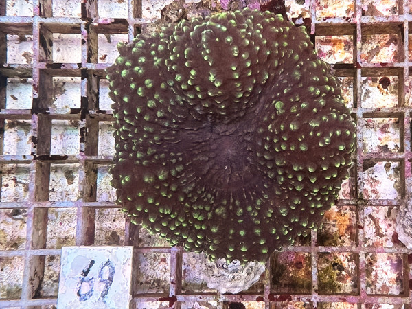 Lobophyllia spec. - Hirnkoralle green (69)