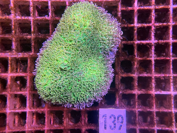 Hydnophora spec. - Pickelkoralle, neon grün Frag (139)