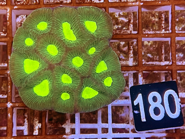 Goniastrea spec. (180)
