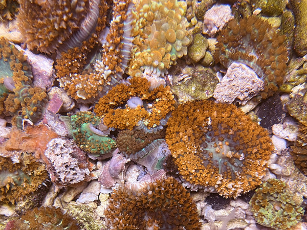 Rhodactis osculifera - St. Thomas Scheibenanemone, rot (Einzelpolyp)