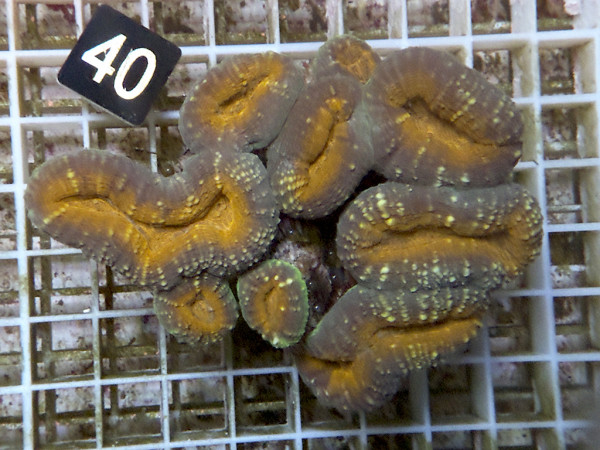 Lobophyllia spec. - Hirnkoralle ultra (40)
