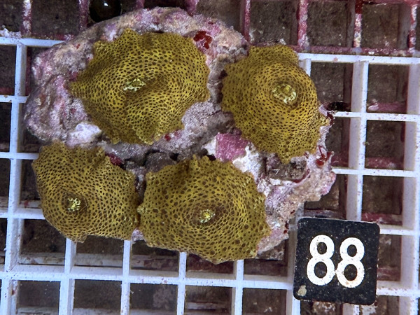 Discosoma spec. - gold (88)