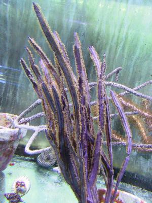 Pterogorgia anceps - Gorgonie