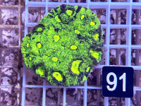Favia spec.- ultra (91) Favia spec.- ultra (91)