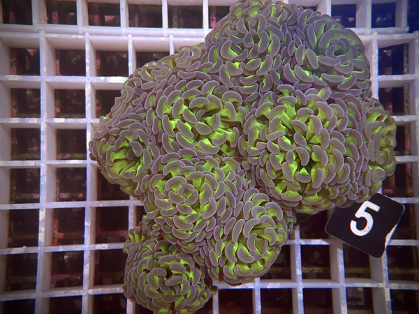 Euphyllia paraancora bicolor (5)