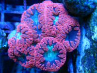 Blastomussa wellsi - Blastomussa wellsi Red 2-3 Polypen Blastomussa wellsi - Blastomussa wellsi Red 2-3 Polypen