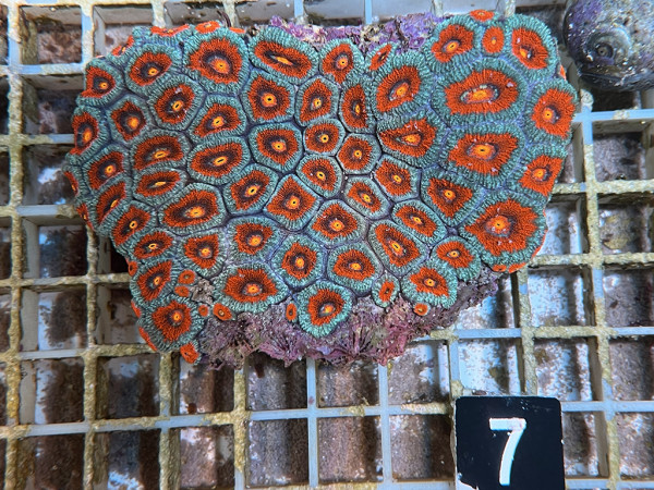 Acanthastrea spec. ultra (7)