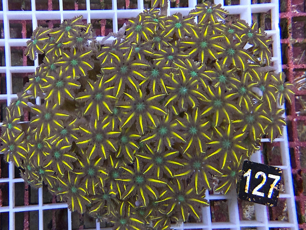 Clavularia spec. - Stolonifera, tricolor (127)