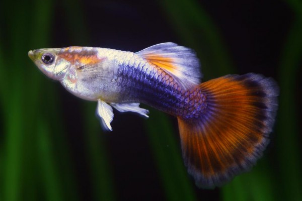 Poecilia reticulata - Neon Rot Guppy Männchen
