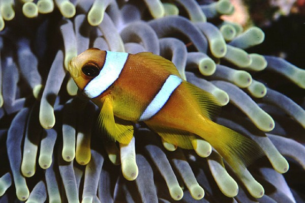 Amphiprion bicinctus - Rotmeer-Anemonenfisch