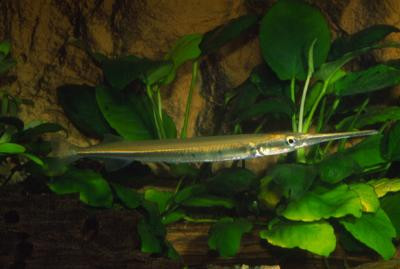 Xenentodon cancila - Süßwasser-Hornhecht