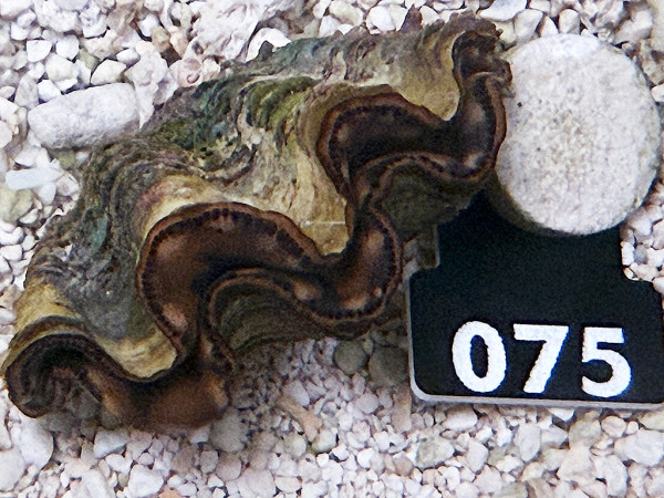 Tridacna maxima 5-6 cm (075)
