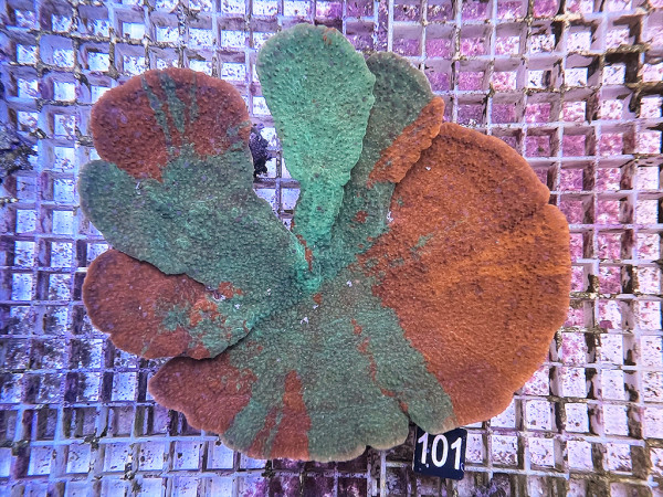 Montipora spec. ultra grafted (101)