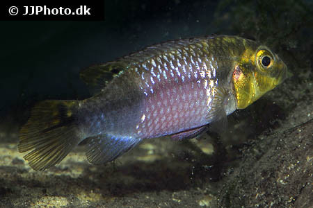 Pelvicachromis subocellatus - Matadi DNZ
