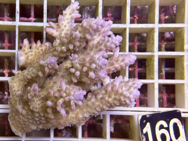 Acropora sp. ultra (160)