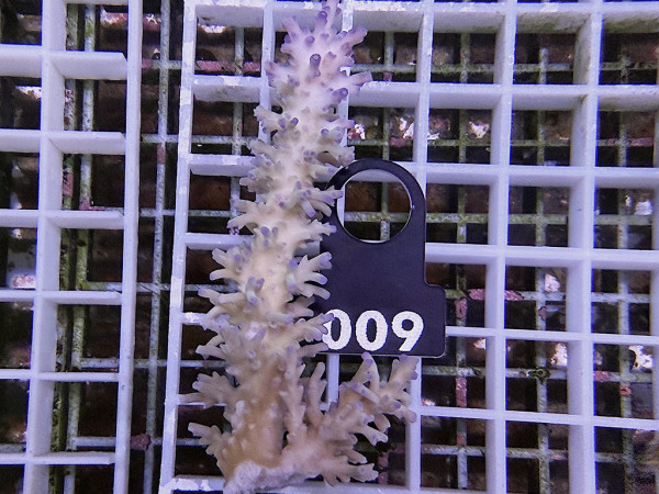 Acropora echinata (009)