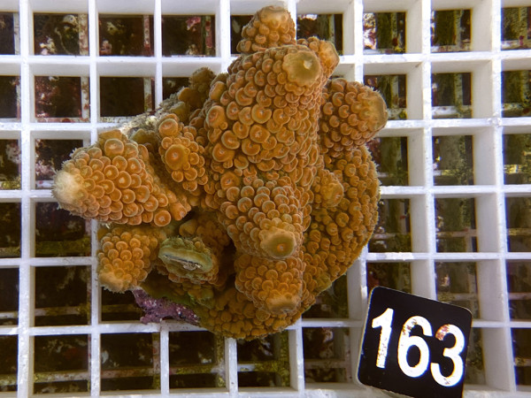 Acropora gemmifera (163)